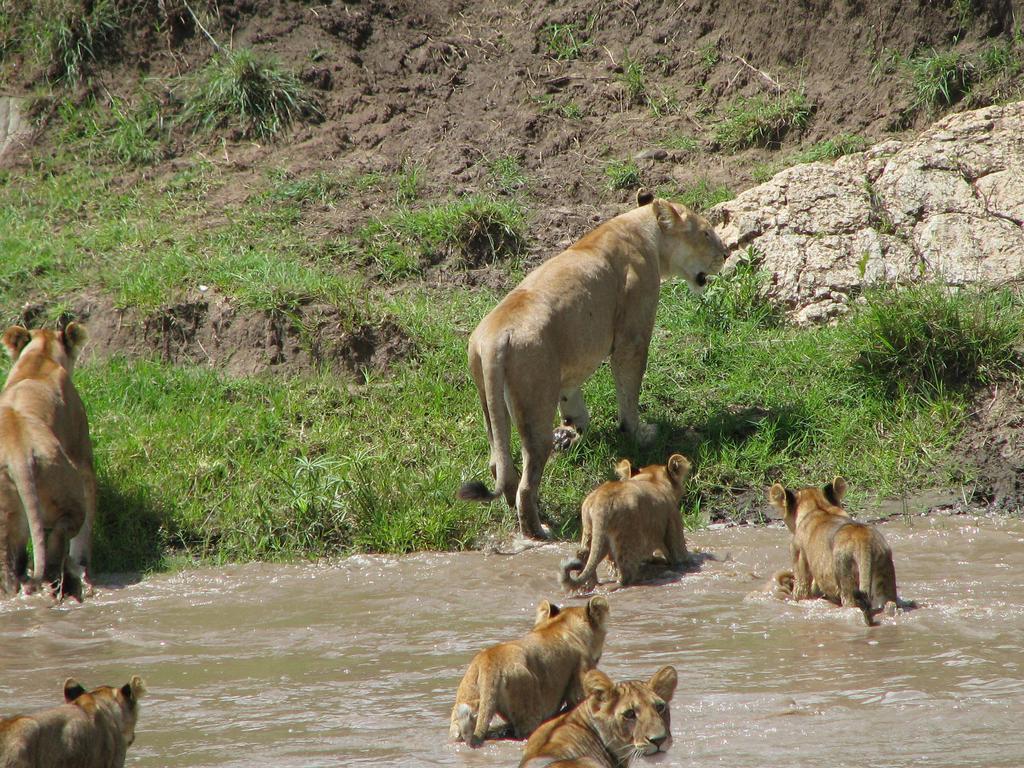 Maasai Simba Camp Hotell Amboseli Exteriör bild