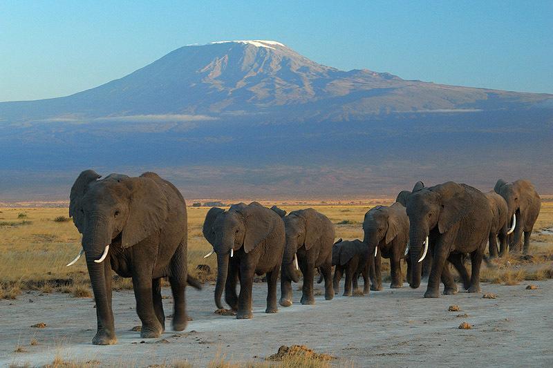 Maasai Simba Camp Hotell Amboseli Exteriör bild