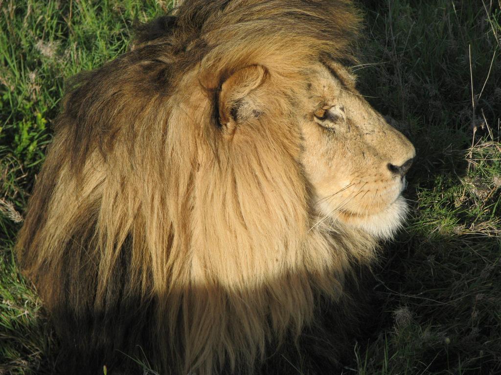 Maasai Simba Camp Hotell Amboseli Exteriör bild