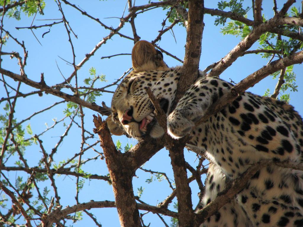 Maasai Simba Camp Hotell Amboseli Exteriör bild