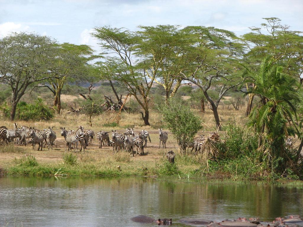 Maasai Simba Camp Hotell Amboseli Exteriör bild